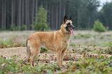 MALINOIS 556